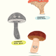 Illustration for article titled Discover the wonders of fungi in this iMushroom Fan Club/i exclusive em/em